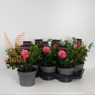 http://twentheplant.nl/tsd/88050_RHARABES_8p17020025_1.jpg