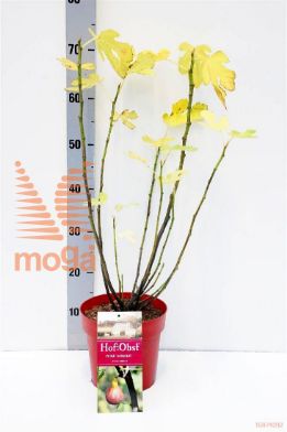 http://twentheplant.nl/tsd/70850_FICMOREN_8P19030040_1.jpg