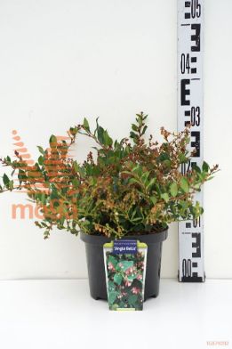 http://twentheplant.nl/tsd/90350_GAJBELLS_8p17020025_1.jpg