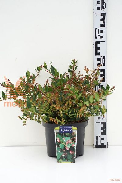 http://twentheplant.nl/tsd/90350_GAJBELLS_8p17020025_1.jpg