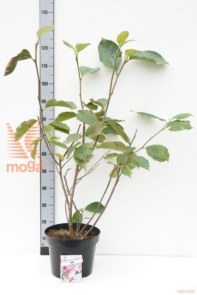 http://twentheplant.nl/tsd/55836_MASALEXA_9C10080100_1.jpg