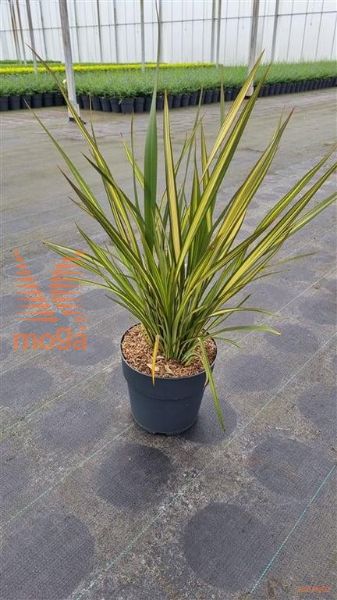 http://twentheplant.nl/tsd/62347_PHTTRICO_9C10060080_2.jpg