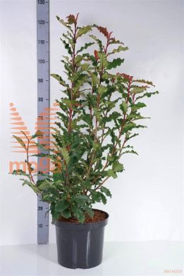 http://twentheplant.nl/tsd/80612_PHFLOUIS_8P19030040_1.jpg