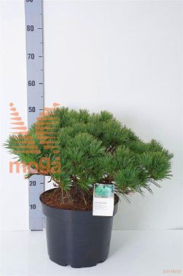 http://twentheplant.nl/tsd/88315_PISONTAR_9C10030040_1.jpg