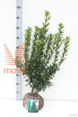 http://twentheplant.nl/tsd/59312_ILEXMHEC_K060080_1.jpg