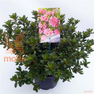 http://twentheplant.nl/tsd/51036_RHGPINK_8P19030035_1.jpg