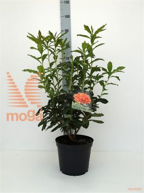 http://twentheplant.nl/tsd/64078_RHBARSEL_8P23040050_1.jpg