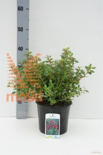 http://twentheplant.nl/tsd/80717_ESRDREAM_8p19020025_1.jpg