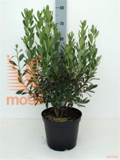 http://twentheplant.nl/tsd/64078_RHATLANT_8P23030040_1.jpg