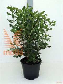 http://twentheplant.nl/tsd/64078_RHAUSTRI_8P23030040_1.jpg