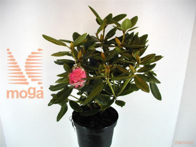 http://twentheplant.nl/tsd/64078_RHDHDRES_8P23030040_1.jpg