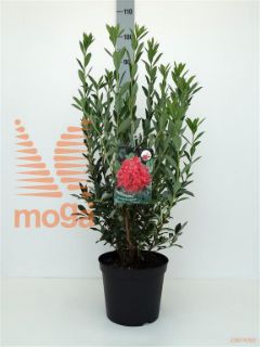 http://twentheplant.nl/tsd/64078_RHMILLEN_8P23040050_1.jpg