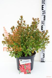 http://twentheplant.nl/tsd/55802_RHRADJA_8P21025030_1.jpg