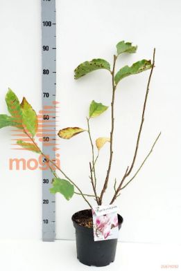 http://twentheplant.nl/tsd/55836_MASSUPER_8P23050070_1.jpg