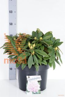 http://twentheplant.nl/tsd/55836_RHDOC_9C10030040_1.jpg