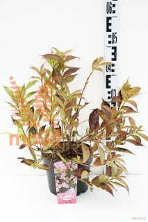 http://twentheplant.nl/tsd/58250_WEASPEAC_8P19030040_1.jpg