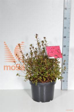 http://twentheplant.nl/tsd/55836_RHTHIERR_9C10040050_1.jpg