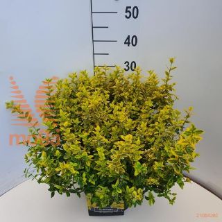 http://twentheplant.nl/tsd/90925_EUFEGOLD_9C10030040_1.jpg