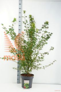 http://twentheplant.nl/tsd/81210_ACPALMAT_9C12125150_1.jpg