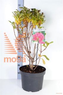 http://twentheplant.nl/tsd/55836_RHHOMEBU_9C10040050_2.jpg