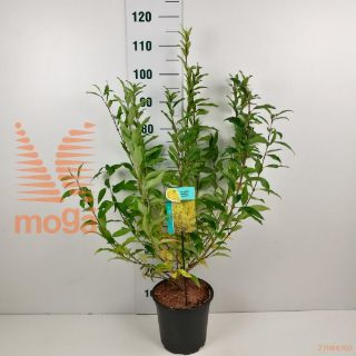 http://twentheplant.nl/tsd/61862_FOISPECT_8p24060080_2.jpg