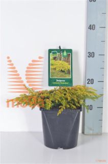 http://twentheplant.nl/tsd/98006_JUCGOLDS_8P17020025_2.jpg