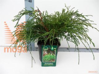 http://twentheplant.nl/tsd/98006_CHPFNANA_8P17020025_1.jpg