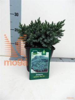 http://twentheplant.nl/tsd/98006_JUSBSTAR_8P17015020_1.jpg