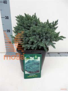 http://twentheplant.nl/tsd/98006_JUSBSTAR_8P19020025_1.jpg