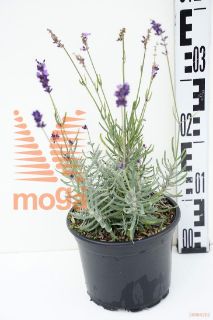 http://twentheplant.nl/tsd/67503_LAAHIDCO_8P17_1.jpg