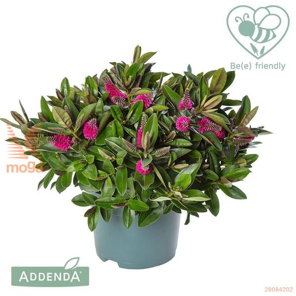 http://twentheplant.nl/tsd/82093_HEDEPINK_8P17_2.jpg