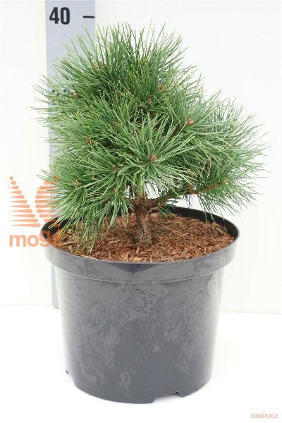 http://twentheplant.nl/tsd/94500_PISSANDR_8p23020025_1.jpg