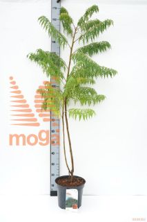 http://twentheplant.nl/tsd/68004_RHTDISSE_8P26080100_1.jpg