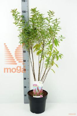 http://twentheplant.nl/tsd/68004_SPBTRIUM_8P21050060_1.jpg