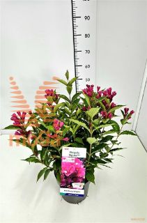 http://twentheplant.nl/tsd/91250_WEIBLOVE_8P23030040_2.jpg