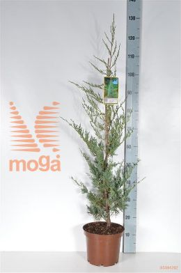 http://twentheplant.nl/tsd/60990_JUVGLAUC_8P23050060_1.jpg