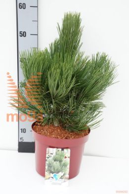 http://twentheplant.nl/tsd/60990_PIHDOUDE_8P23030040_1.jpg