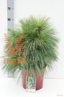 http://twentheplant.nl/tsd/60990_PISWIETH_8P26040050_1.jpg