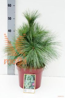 http://twentheplant.nl/tsd/60990_PISWIETH_8P19020030_1.jpg