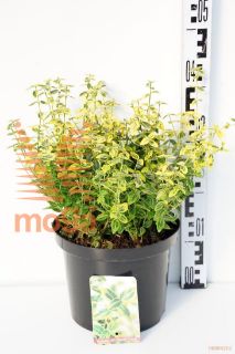 http://twentheplant.nl/tsd/85690_EUFEGOLD_8P23025030_1.jpg