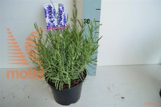 http://twentheplant.nl/tsd/85690_LAAHIDCO_8P17020025_1.jpg