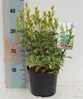 http://twentheplant.nl/tsd/85690_OSHVARIE_8P17020025_1.jpg