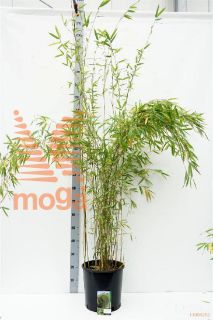 http://twentheplant.nl/tsd/52119_FAOBELIS_9C15125150_1.jpg