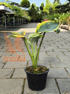 Hosta sieboldiana "Frances Williams" |P14