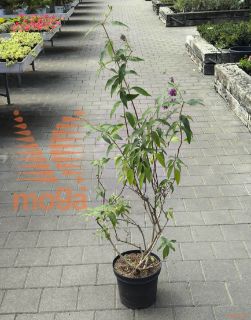 Buddleja davidii "Royal Red" |60-80|C7,5