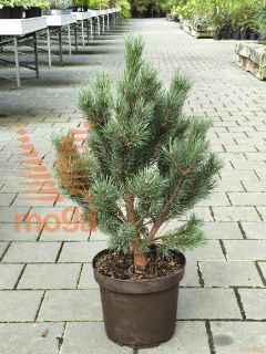 Pinus sylvestris "Watereri" |40-60|C