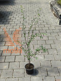 Spiraea vanhouttei |40-60|C