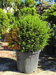 Taxus baccata "Höpken's Gigant" |60-70|FI:60-70|Ball|C