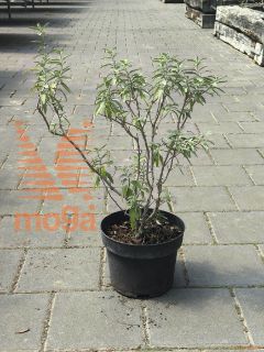 Caryopteris clandonensis "Stephi" ® |20-40|C3