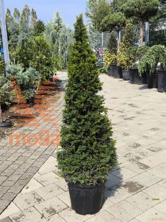 Taxus baccata |100-120|Cone|C